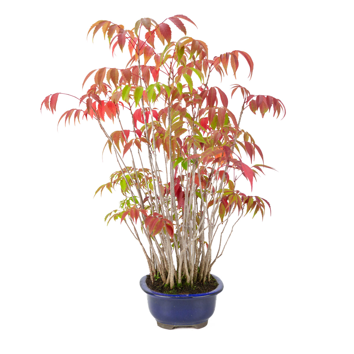 Rhus succedanea (Japansk voks-sumak) blå oval krukke, højde ~47cm