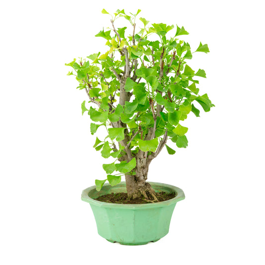 Ginkgo biloba (Tempeltræ) i grøn plastikpotte, højde ~50 cm