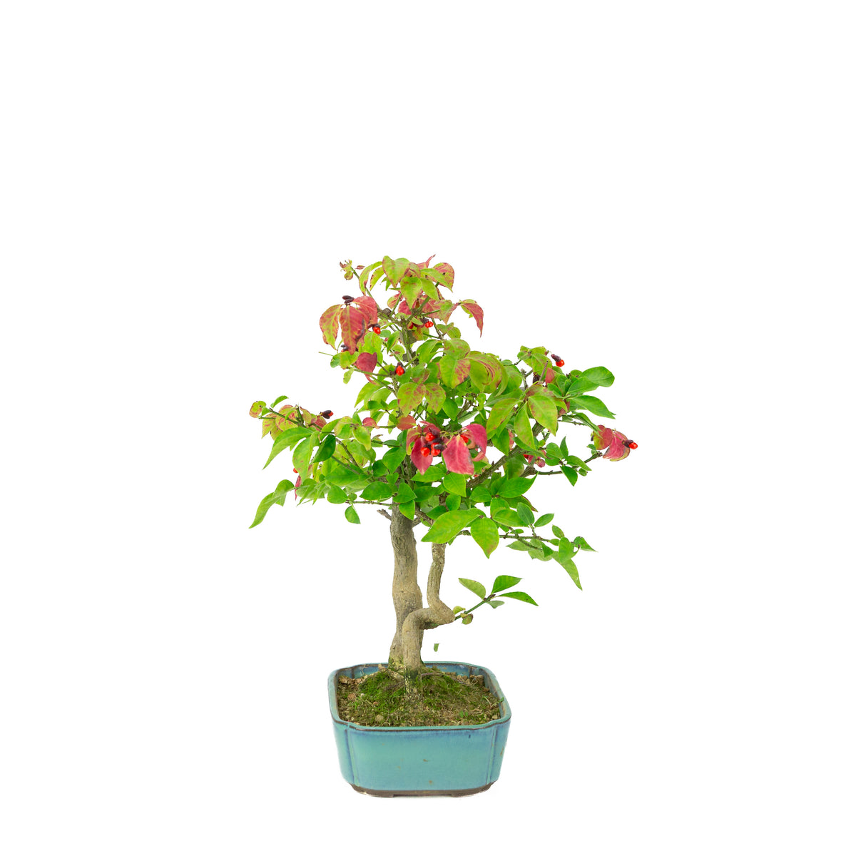 Euonymus alatus (vingerbølbusk) blå rektangulær potte, højde ~34cm