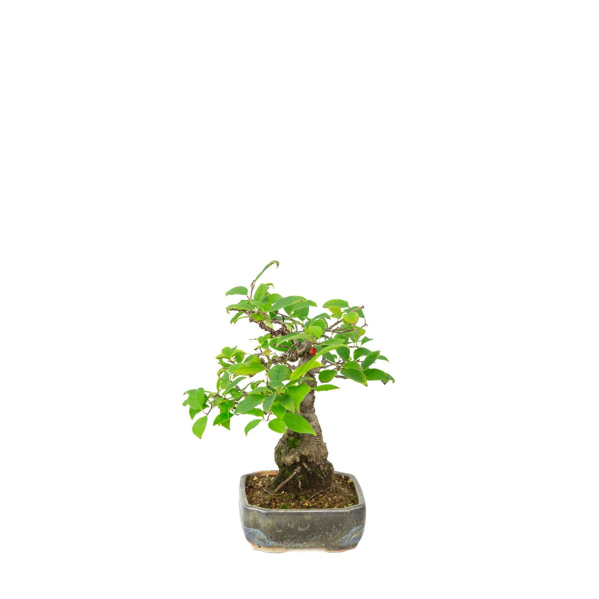 Ilex serrata i malet potte, højde ~25cm