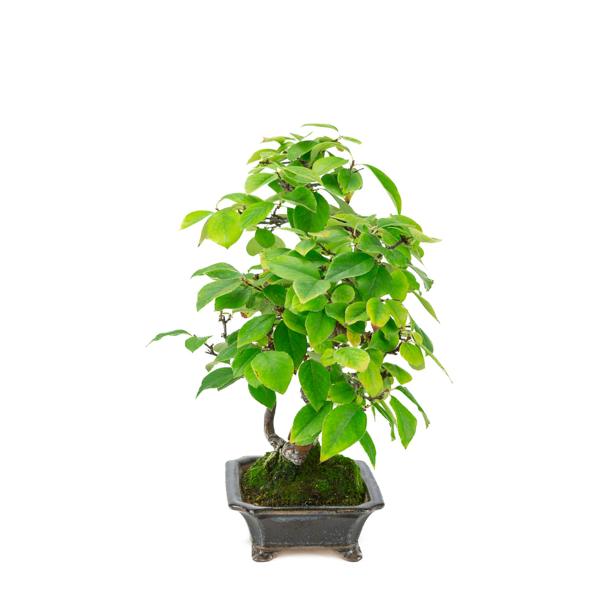 Chaenomeles sinensis (kinesisk kvæde) i blåsort rektangulær potte, højde ~38 cm