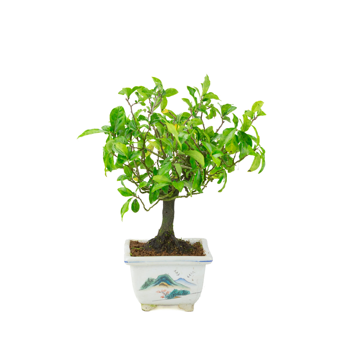 Diospyros kaki (kakitræ) malet firkantet krukke, højde ~37 cm