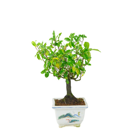 Diospyros kaki (kakitræ) malet firkantet krukke, højde ~37 cm
