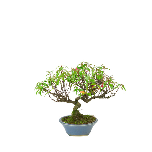 Trachelospermum jasminoides (stjernejasmin) i lyseblå rund krukke, højde ~27 cm