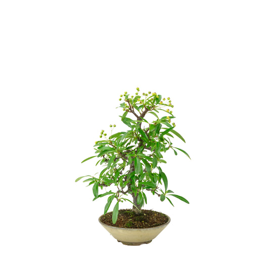 Pyracantha angustifolia (Ildtorn) beige rund pot, højde ~32 cm