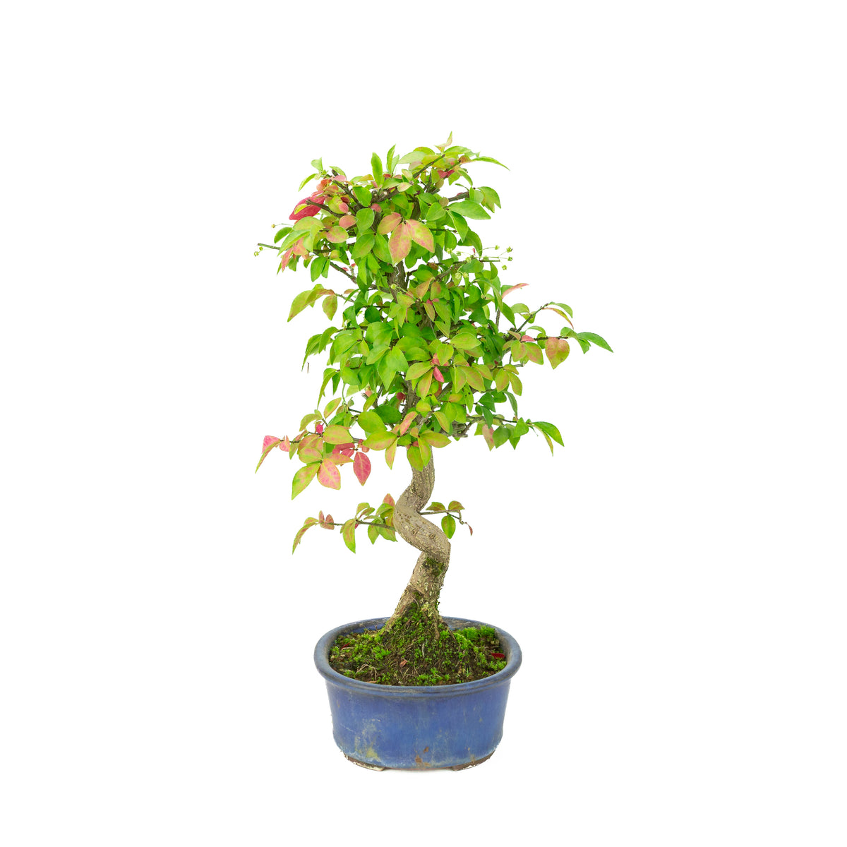 Euonymus alatus (Vingebladet benved) blå oval potte, højde ~40cm