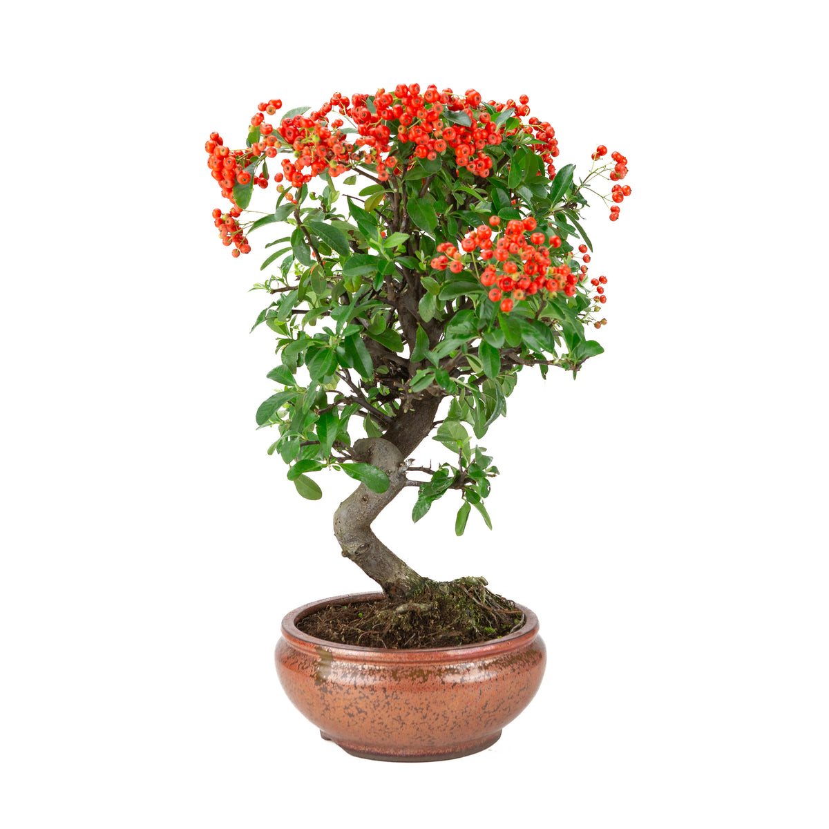 Pyracantha angustifolia (Ildtorn) bronzeret rund potte, højde ~46cm