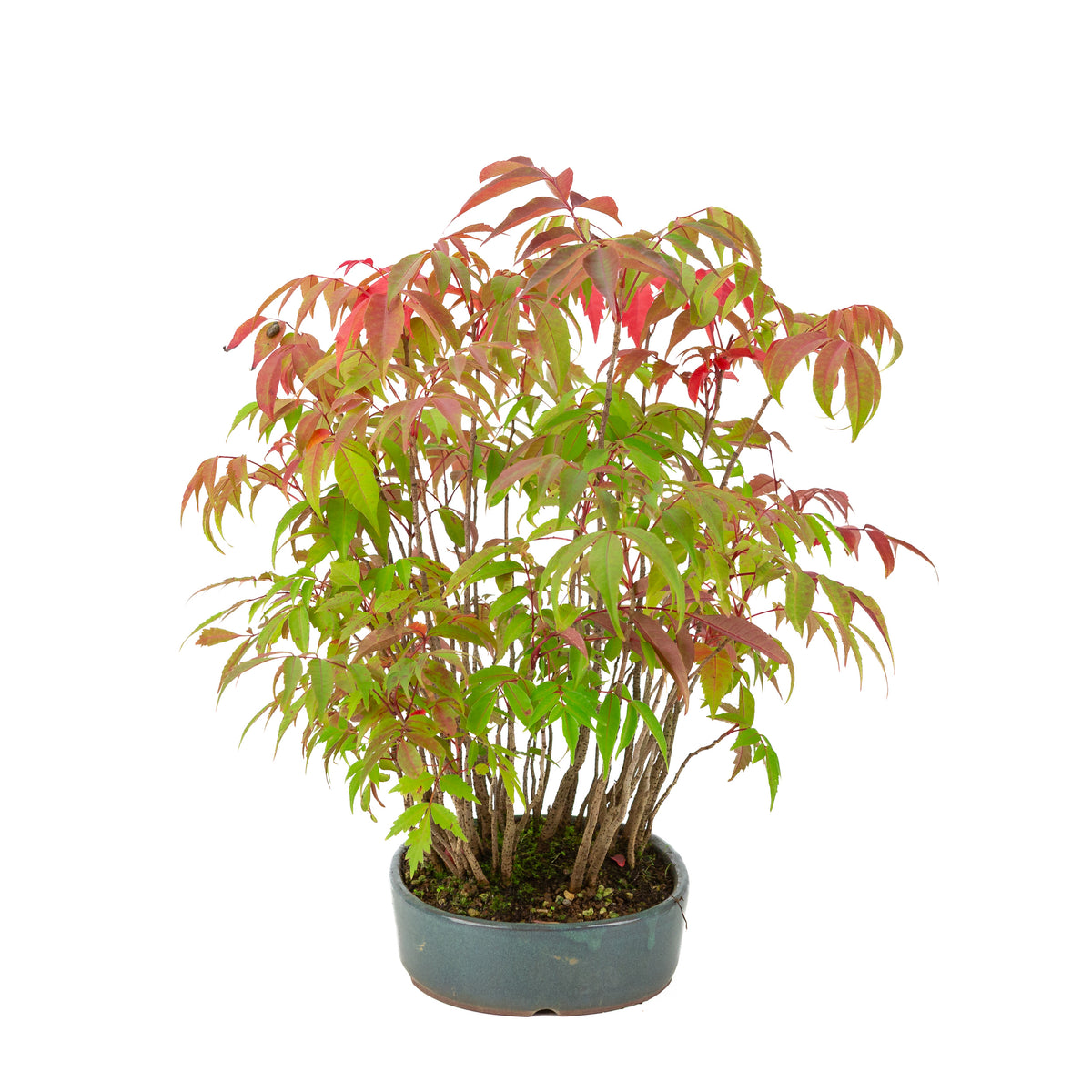 Rhus succedanea (Japansk laktræ), blå oval potte, højde ~39cm
