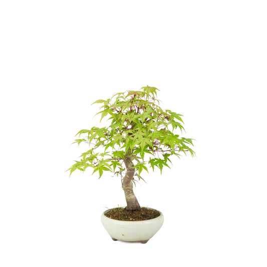Acer palmatum Deshojo (japansk ahorn) i rund cremefarvet potte, højde ~30 cm