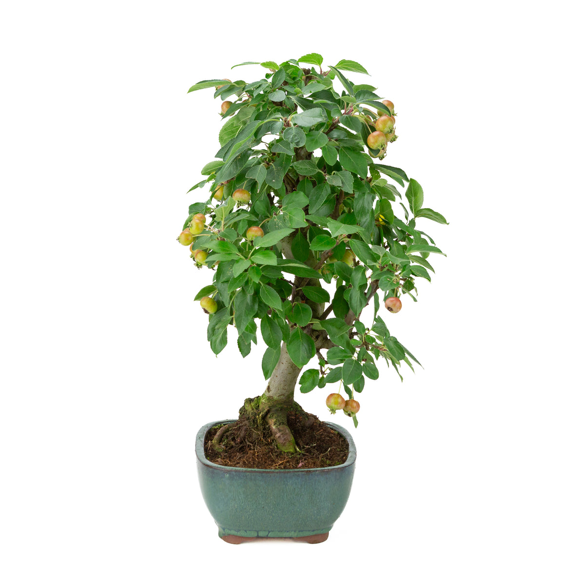 Malus halliana (æble) i grøn rektangulær potte, højde ~46 cm