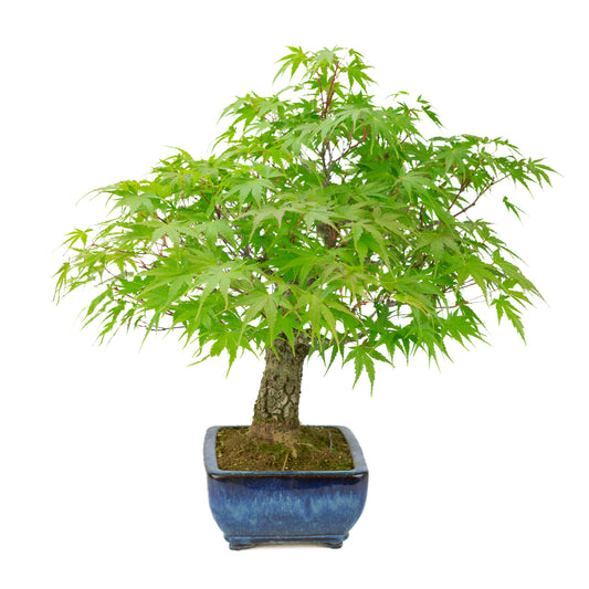 Acer palmatum 'Arakawa' (japansk ahorn) blå rektangulær krukke, højde ~46 cm