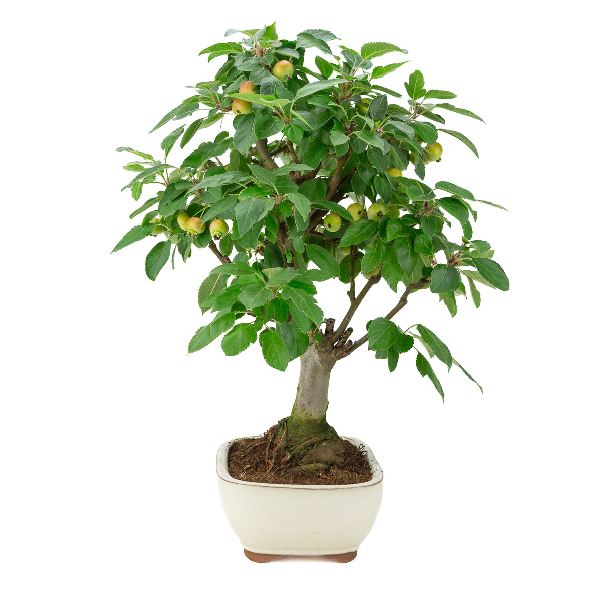 Malus halliana (æble) i creme rektangulær potte, højde ~50 cm
