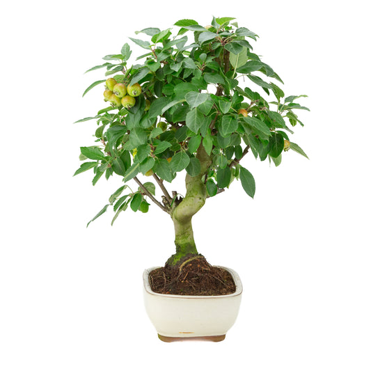Malus halliana (æble) i creme rektangulær potte, højde ~50 cm
