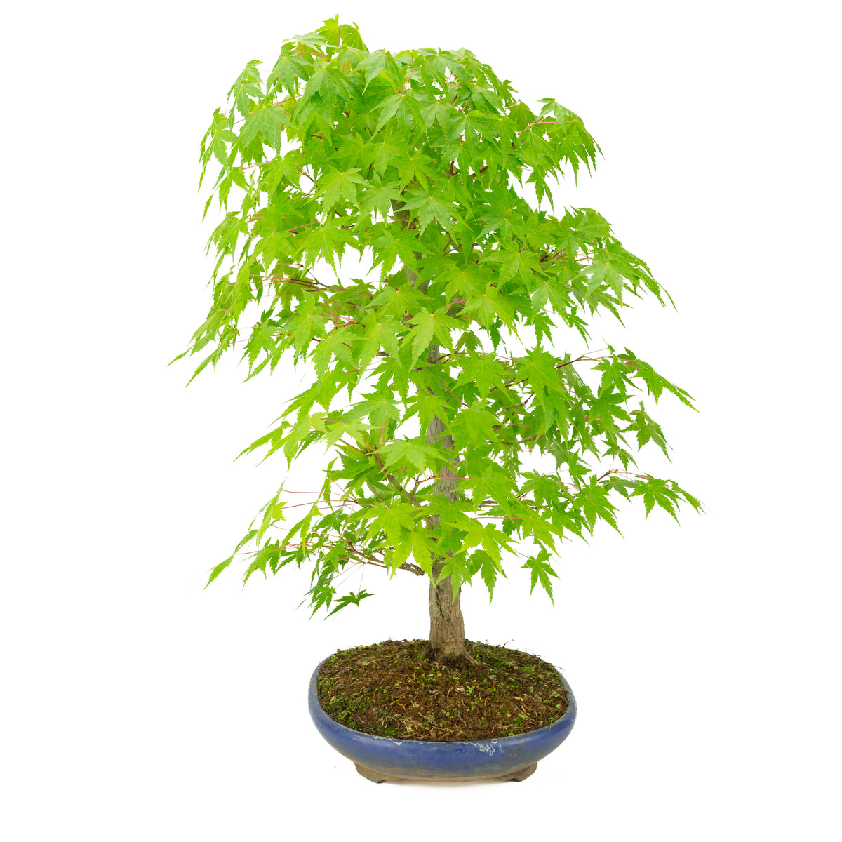 Acer palmatum (Japansk ahorn) blå oval krukke, højde ~50 cm