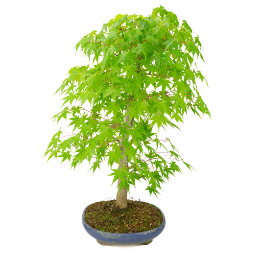 Acer palmatum (Japansk ahorn) blå oval krukke, højde ~50 cm