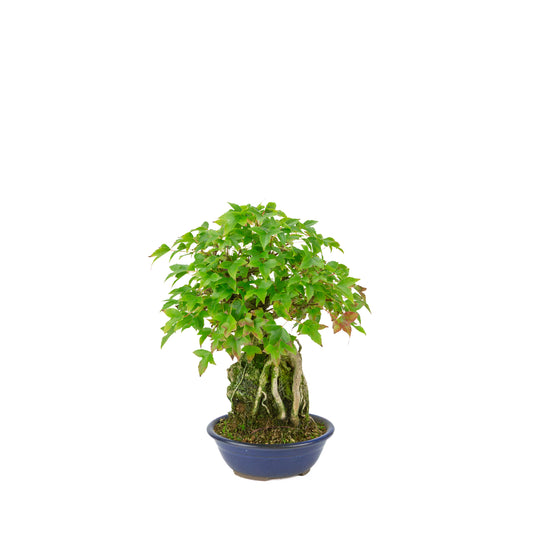 Acer buergerianum (Tretandet ahorn) Seki-joju i blå rund potte, højde ~29 cm