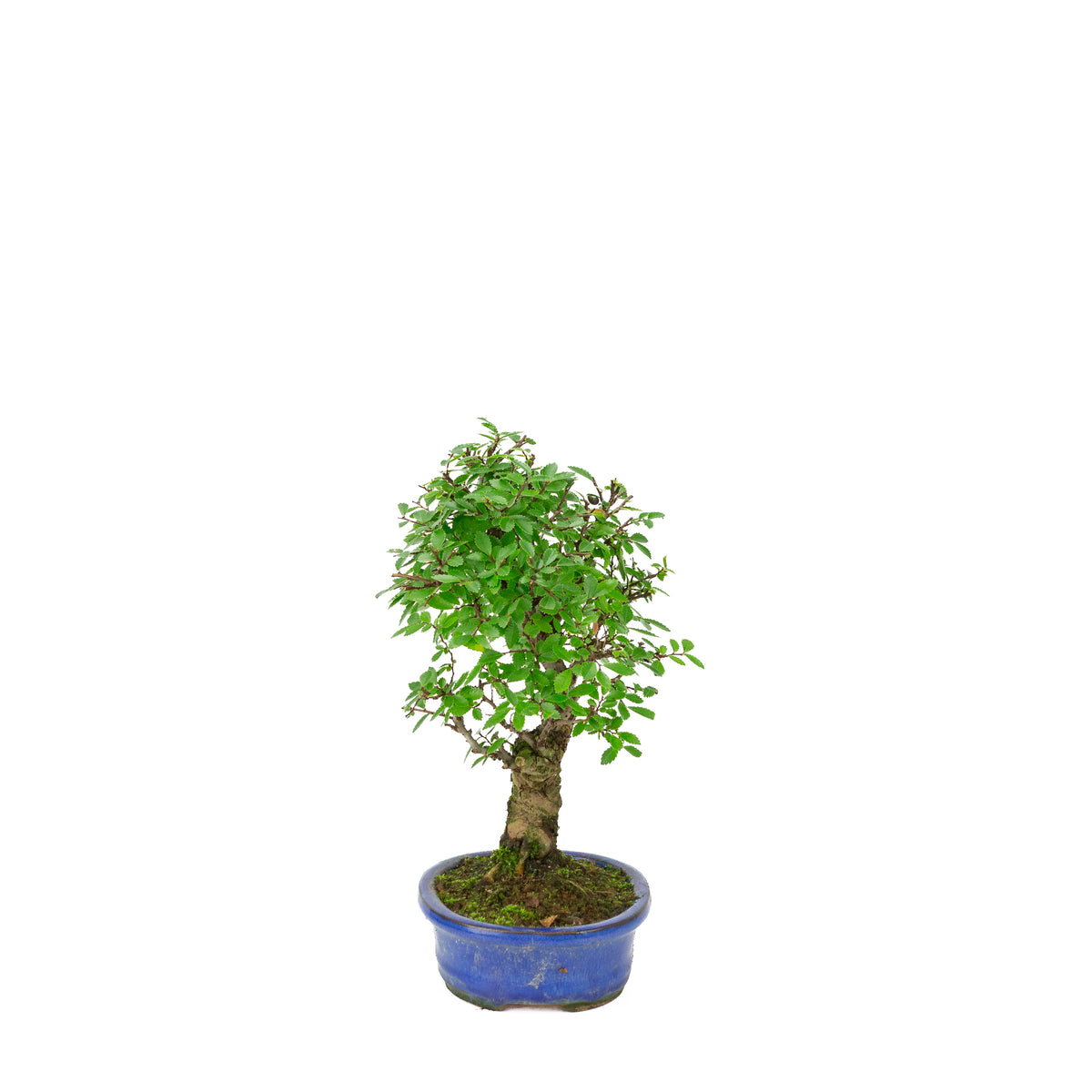 Zelkova nire (japansk elm) i blå oval potte, højde ~28 cm