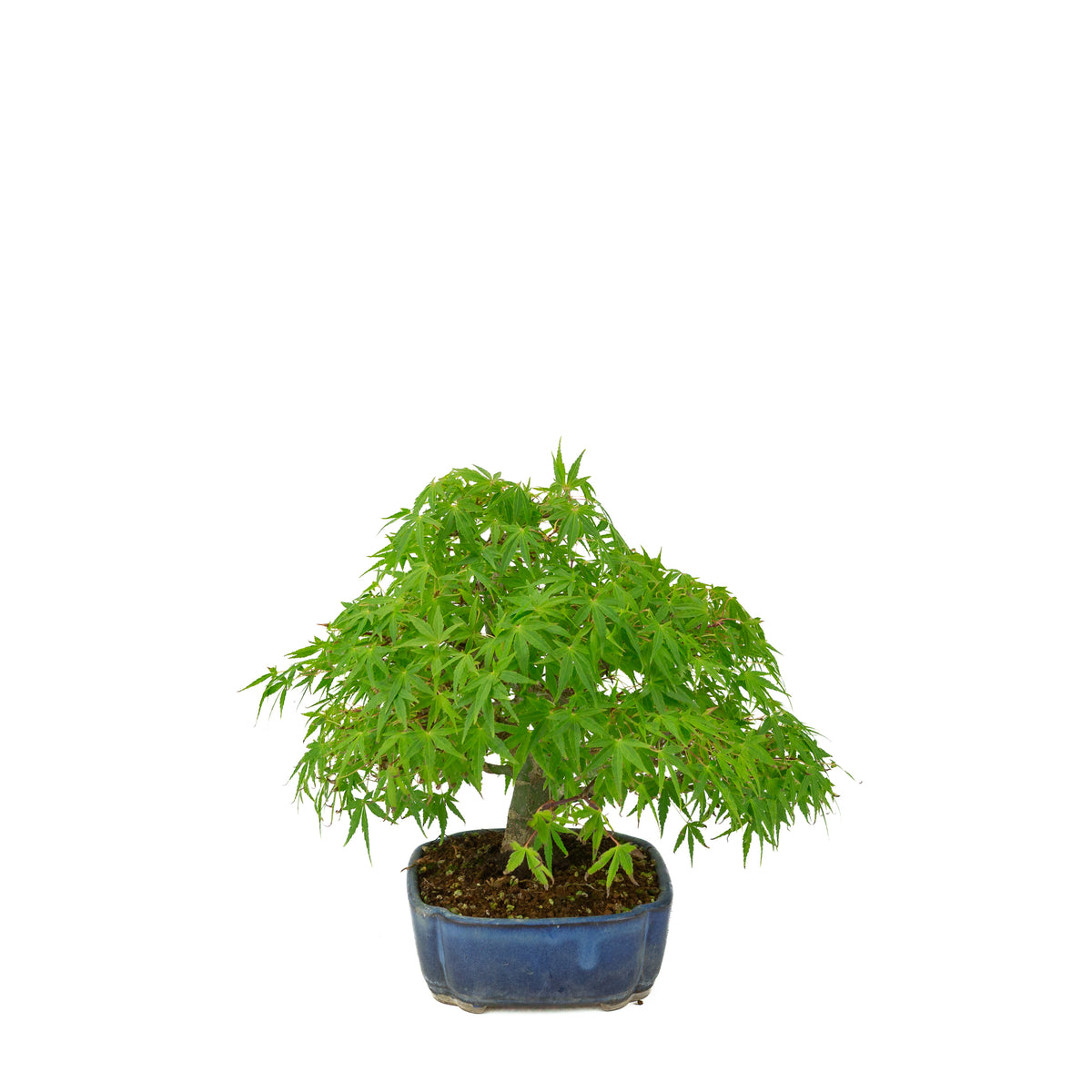 Acer palmatum (Japansk ahorn) blå mokko-krukke, højde ~26 cm