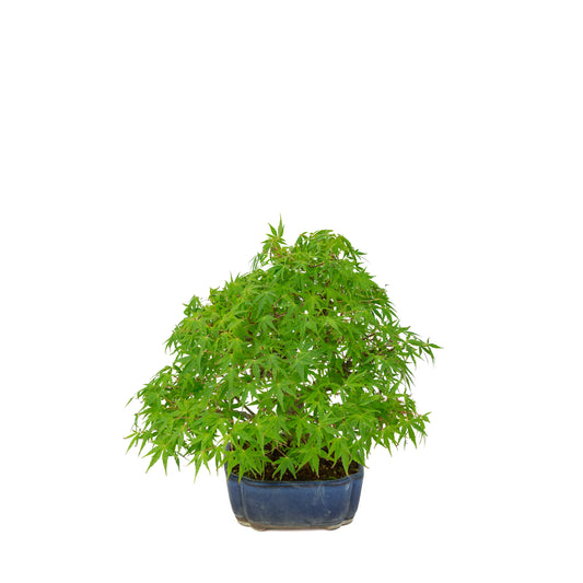 Acer palmatum (Japansk ahorn) blå mokko-krukke, højde ~26 cm