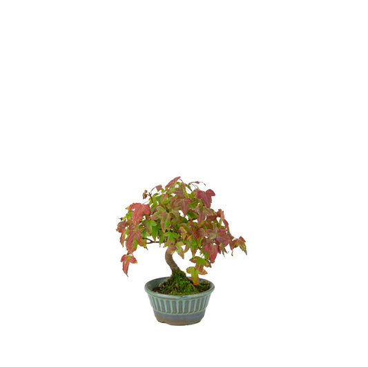 Acer buergerianum (tretandet ahorn) blågrøn rund potte, højde ~17 cm