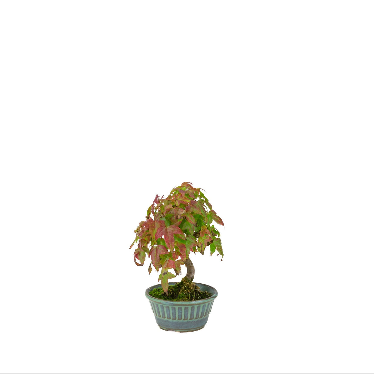 Acer buergerianum (tretandet ahorn) blågrøn rund potte, højde ~17 cm
