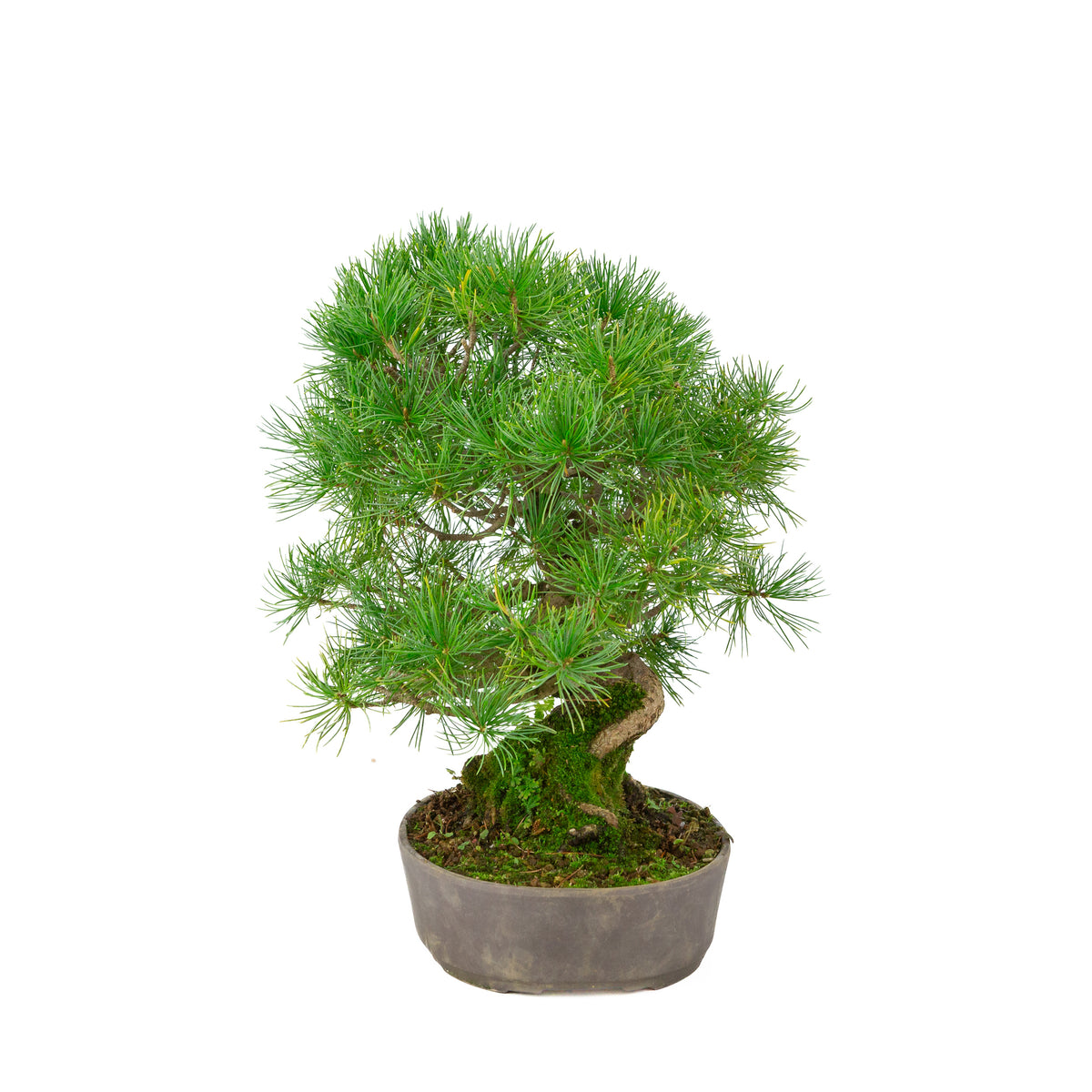 Pinus parviflora uglasset oval potte 25 cm, højde ~37 cm