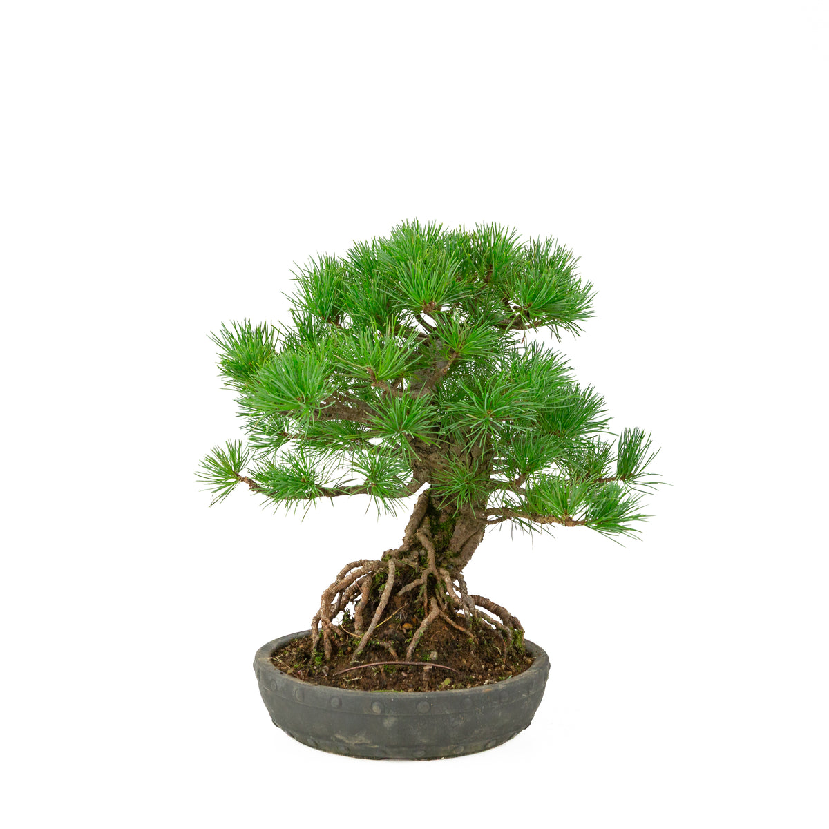 Pinus parviflora uglasset rund tromlepotte 20 cm, højde ~32 cm