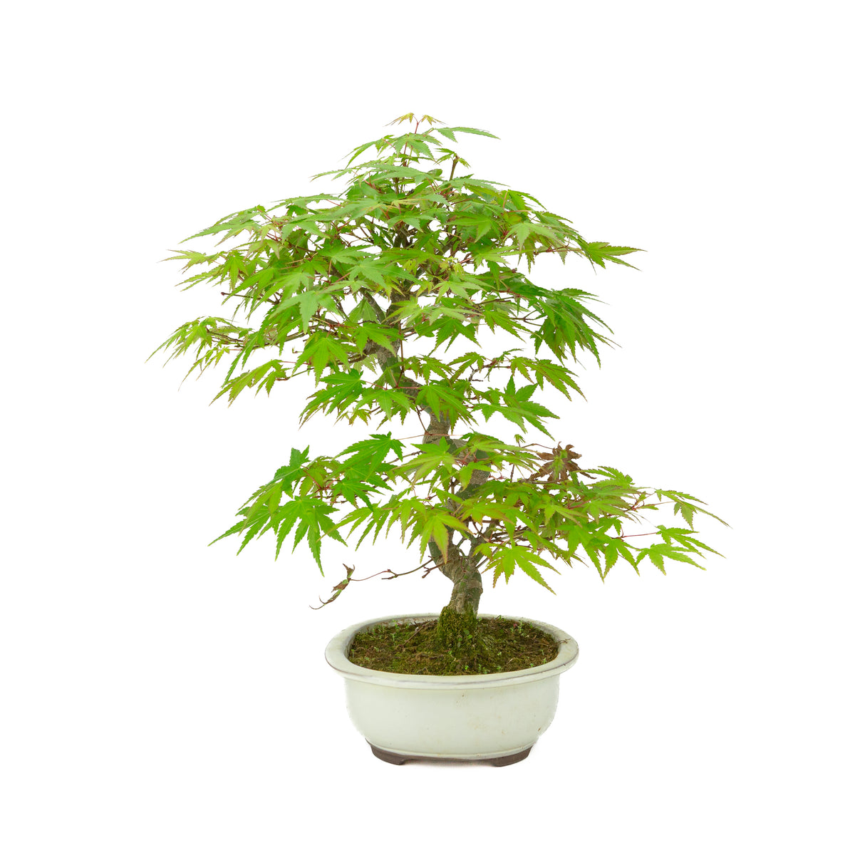 Acer palmatum creme oval krukke 20cm, højde ~36cm