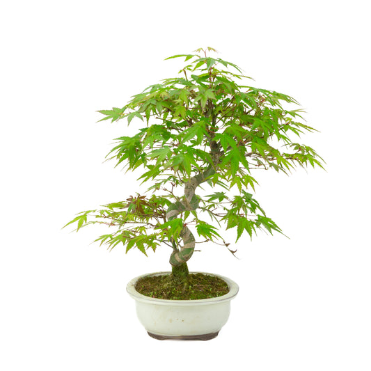 Acer palmatum creme oval krukke 20cm, højde ~36cm