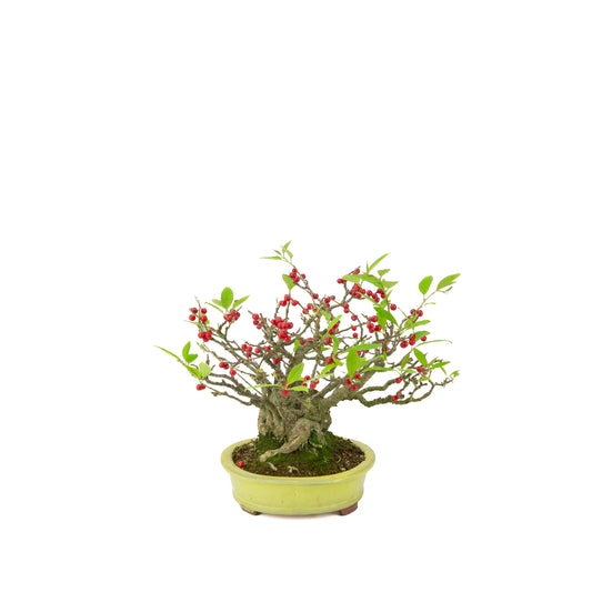 Ilex serrata (Umemodoki) gul oval potte 18cm, højde ~21cm