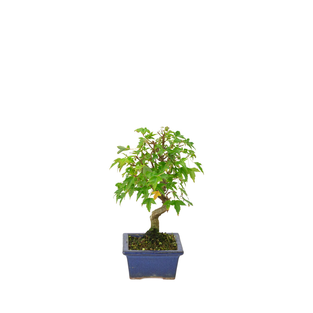 Acer buergerianum blå rektangulær krukke 13cm, højde ~24cm