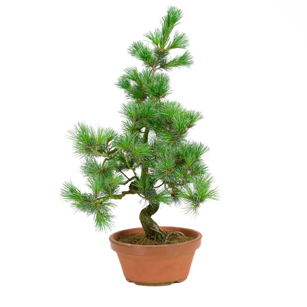 Pinus parviflora terrakottakrukke 19 cm, højde ~53 cm