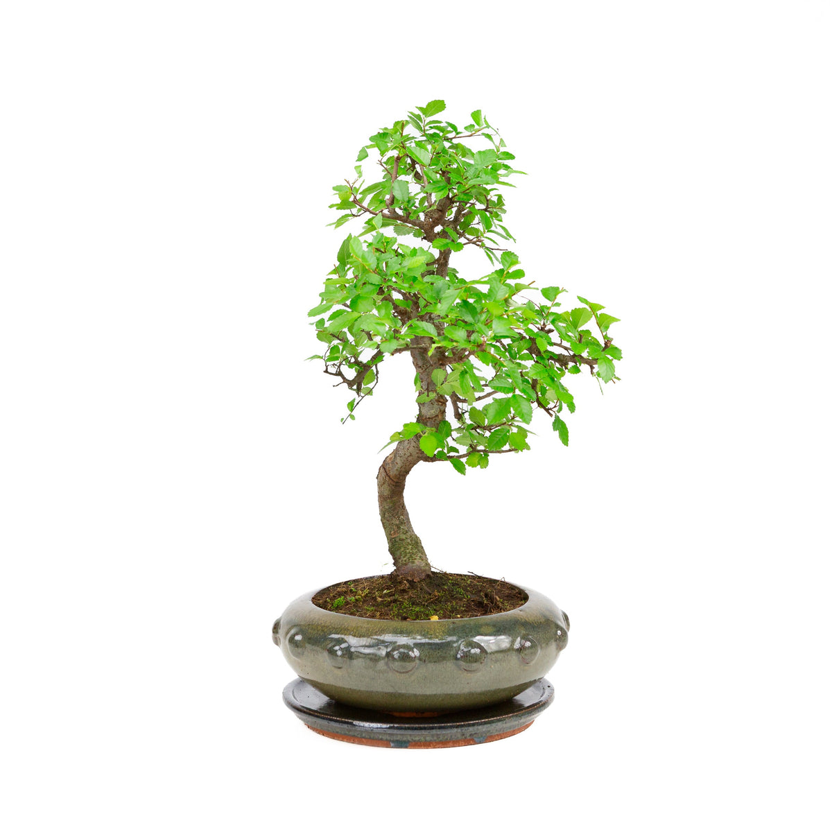 Zelkova Bonsai i grøn rund krukke 23 cm, højde ~40 cm
