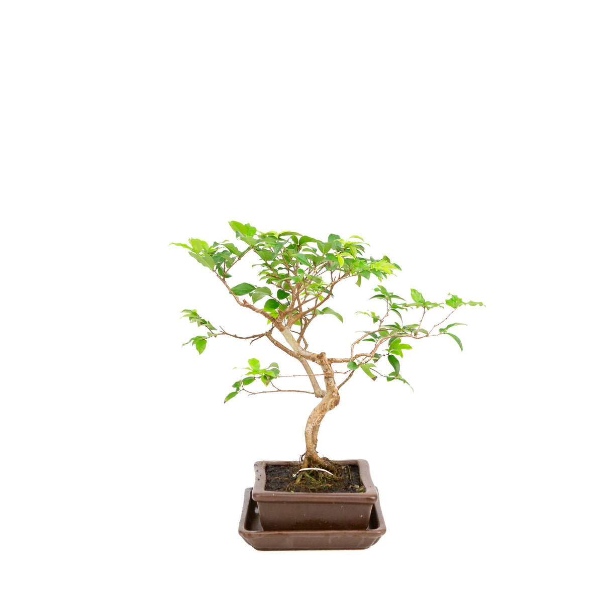 Syzygium bonsai i brun potte 16 cm, højde 28 cm