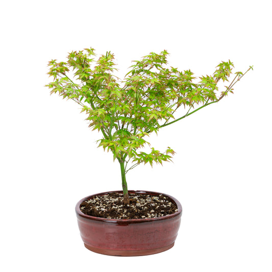 Acer palmatum 'Little Princess' (japansk ahorn), højde ~43 cm