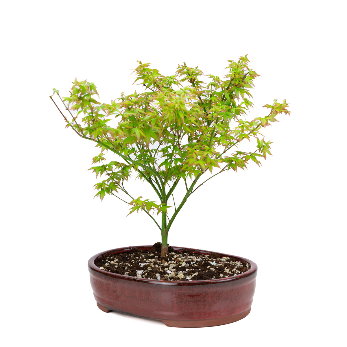 Acer palmatum 'Little Princess' (japansk ahorn), højde ~43 cm