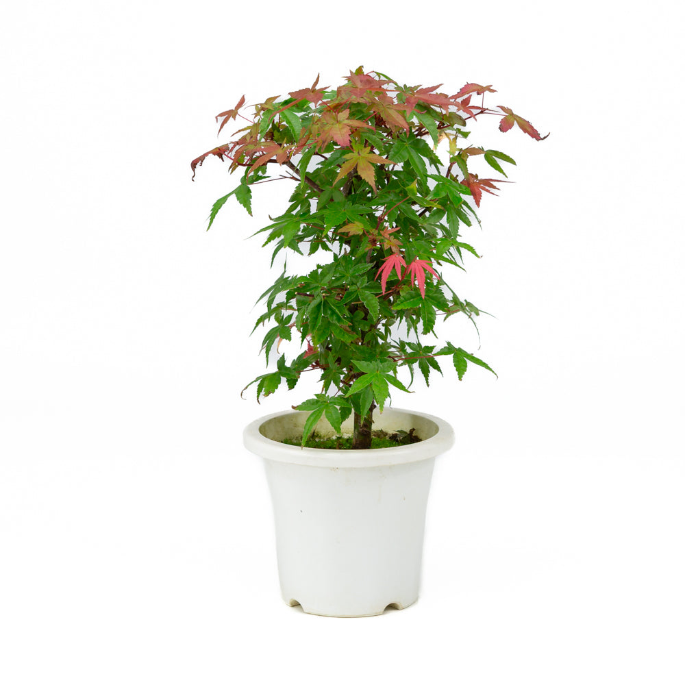 Acer palmatum plastpotte 13 cm, højde ~33 cm