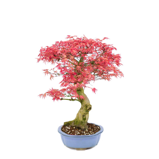 Acer palmatum 'Benichidori' (Japansk løn), højde ~38cm