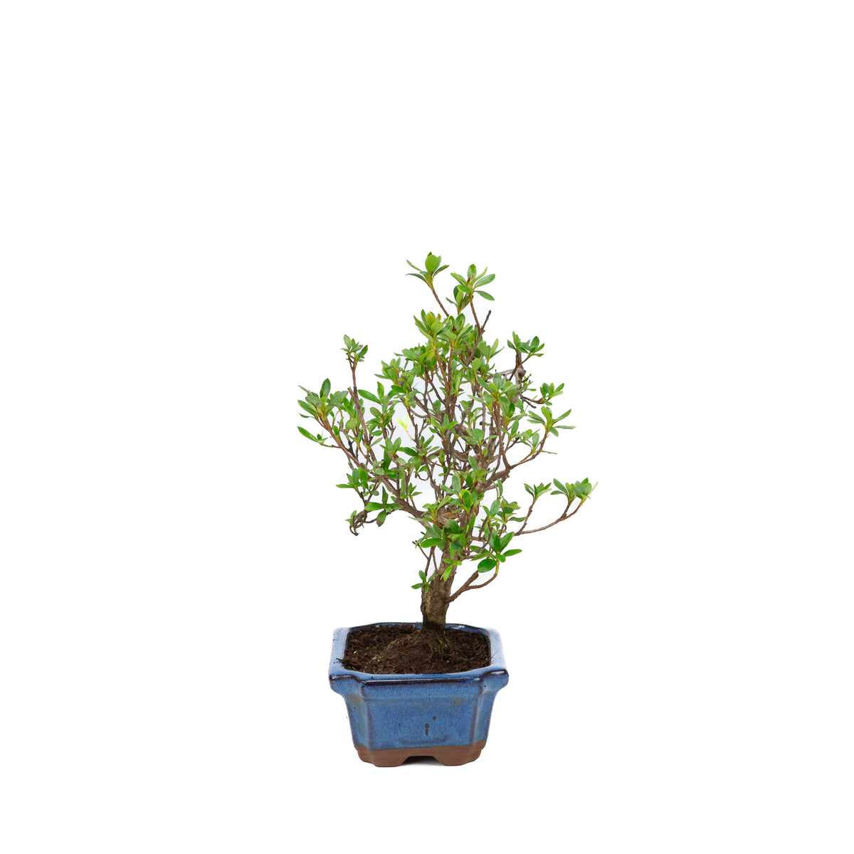 Rhododendron blå rektangulær potte 15cm, højde ~30cm
