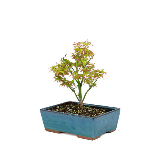 Acer palmatum 'Little Princess' (Japansk ahorn), højde ~34 cm