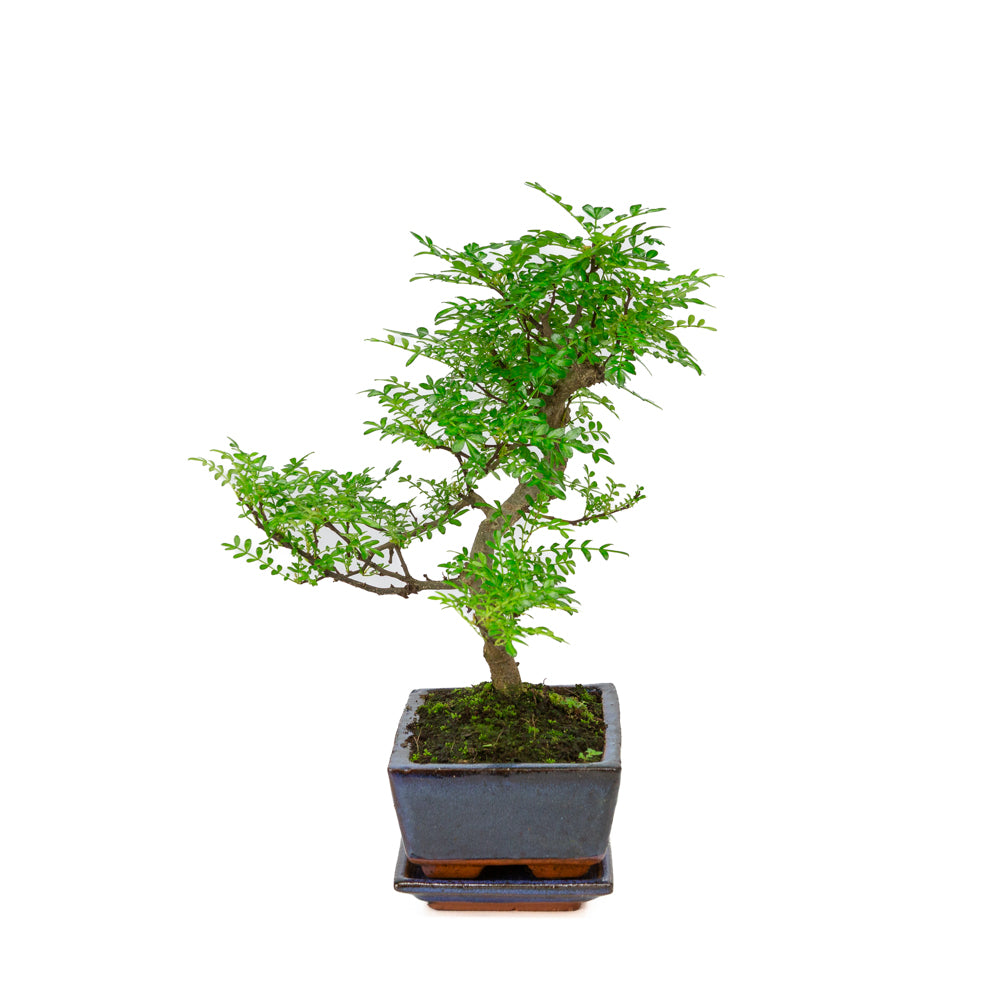 Zanthoxylum piperitium Bonsai i blå potte 20 cm, højde ~33 cm