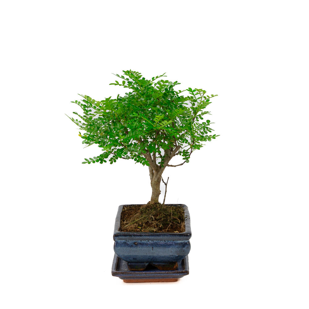 Zanthoxylum piperitum bonsai i blå krukke 20 cm, højde ~32 cm
