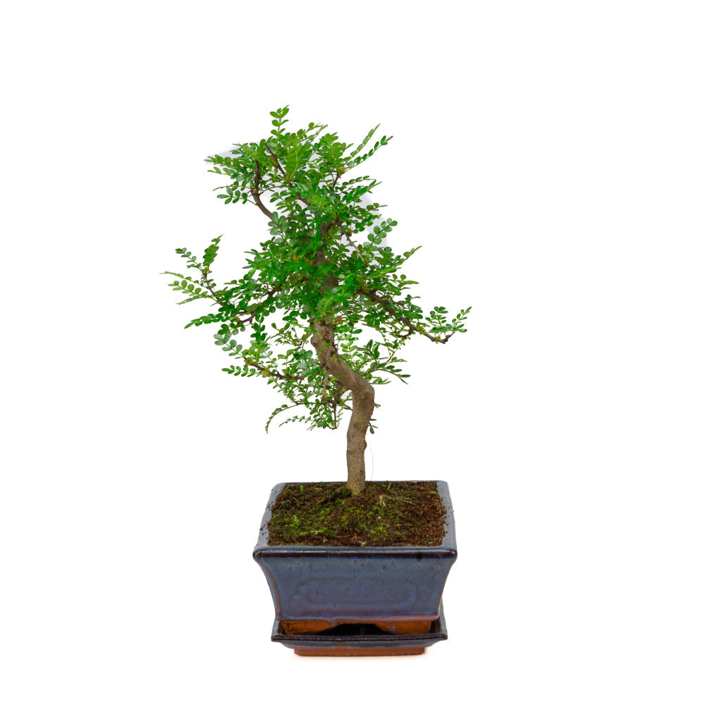 Zanthoxylum piperitum bonsai i blå potte 25 cm, højde ~48 cm