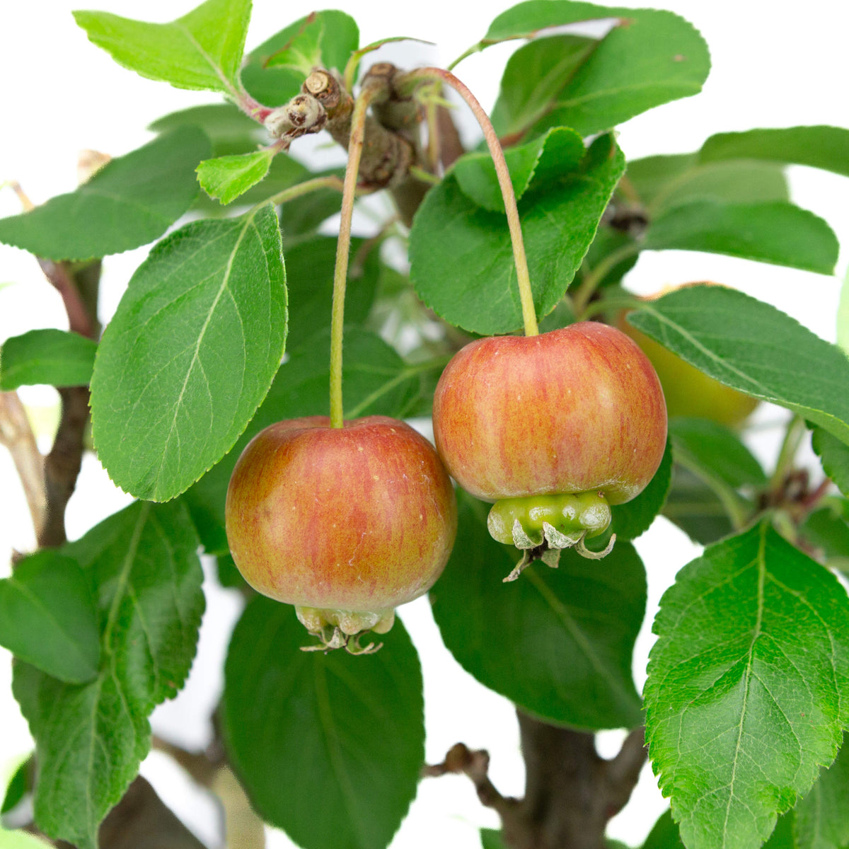 Malus domestica grøn rektangulær potte 16cm, højde ~40cm