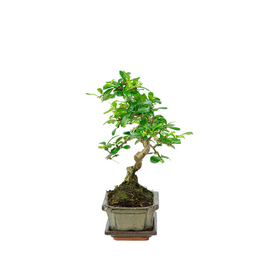 Carmona Bonsai i grøn krukke 15 cm, højde ~30 cm