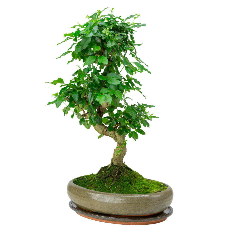 Ligustrum sinensis Bonsai i grøn potte 29cm, højde ~45cm