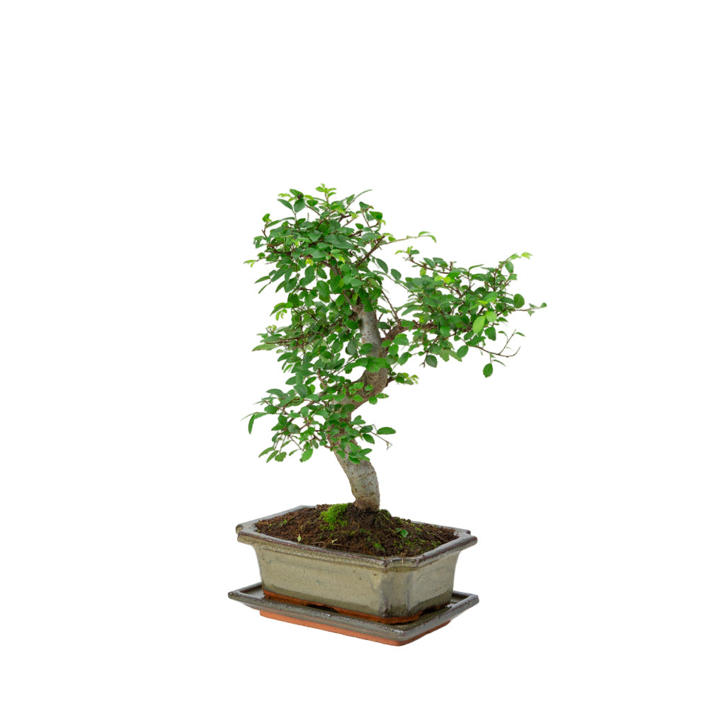 Zelkova bonsai i grøn potte 20 cm, højde ~35 cm