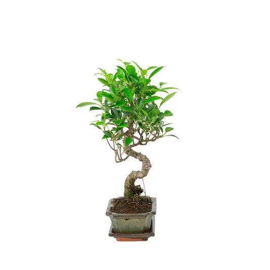Ficus retusa bonsai i grøn potte 15cm, højde ~30cm