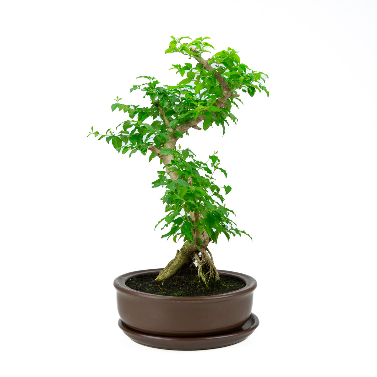 Ligustrum Ovalifolium (Liguster) højde ~50 cm