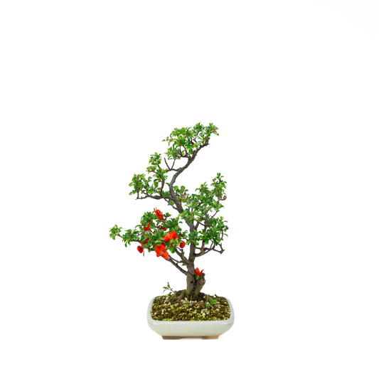 Chaenomeles speciosa (Japansk kvæde), højde ~38cm